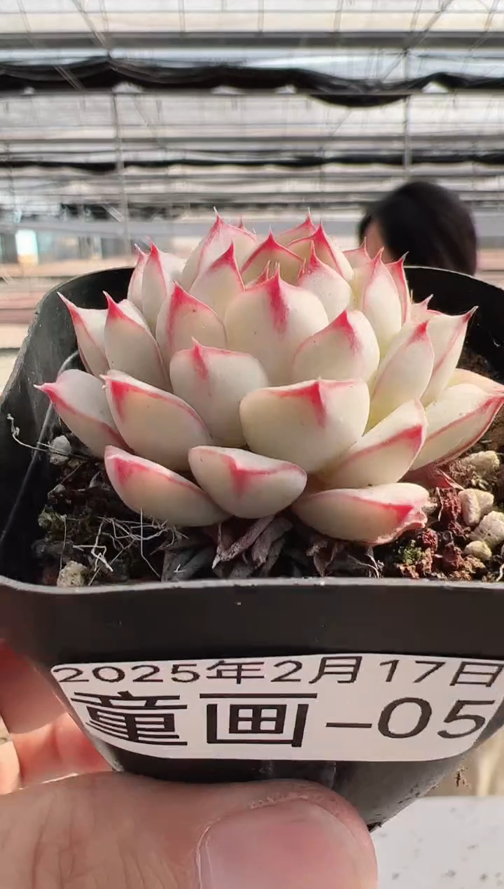 【闪购商品】童画-5