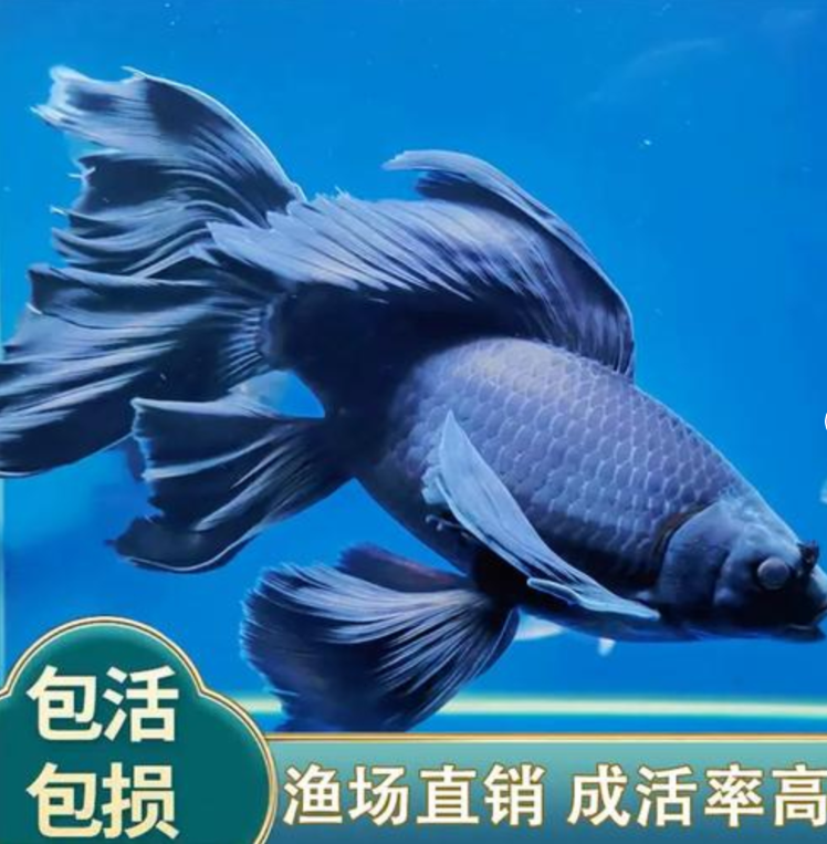 直播间墨蝶观赏鱼