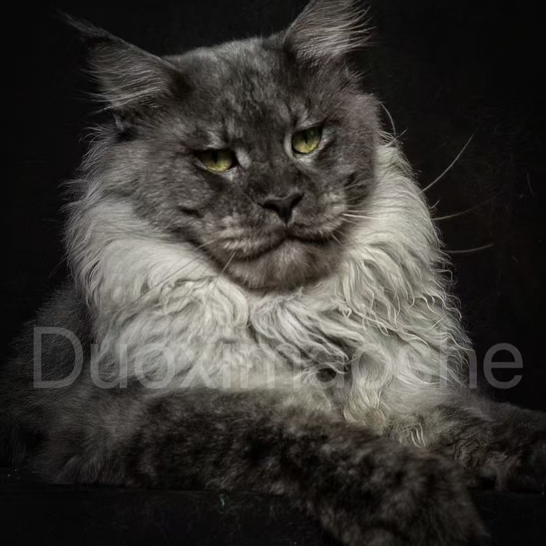 （0元起拍半小时炸一只）直播间专享缅因猫幼猫幼崽纯种缅因猫