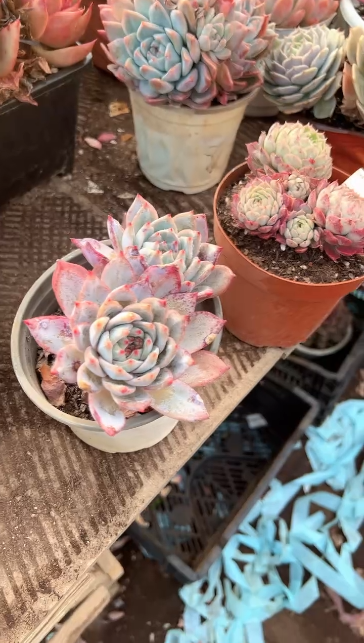 姝*多肉植物一物一拍30302