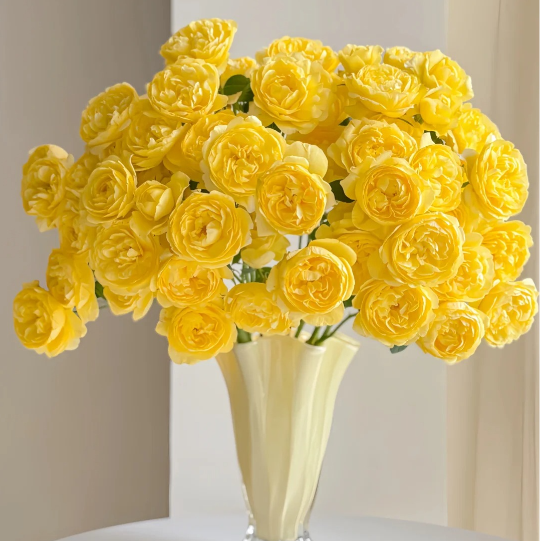 杨桃汁阳台【高级稀有多头】玫瑰1单冷链包邮，2单升级顺丰冷链