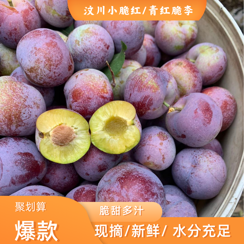 四川汶川高山小脆红青红脆李脱骨李当季水果脆甜多汁
