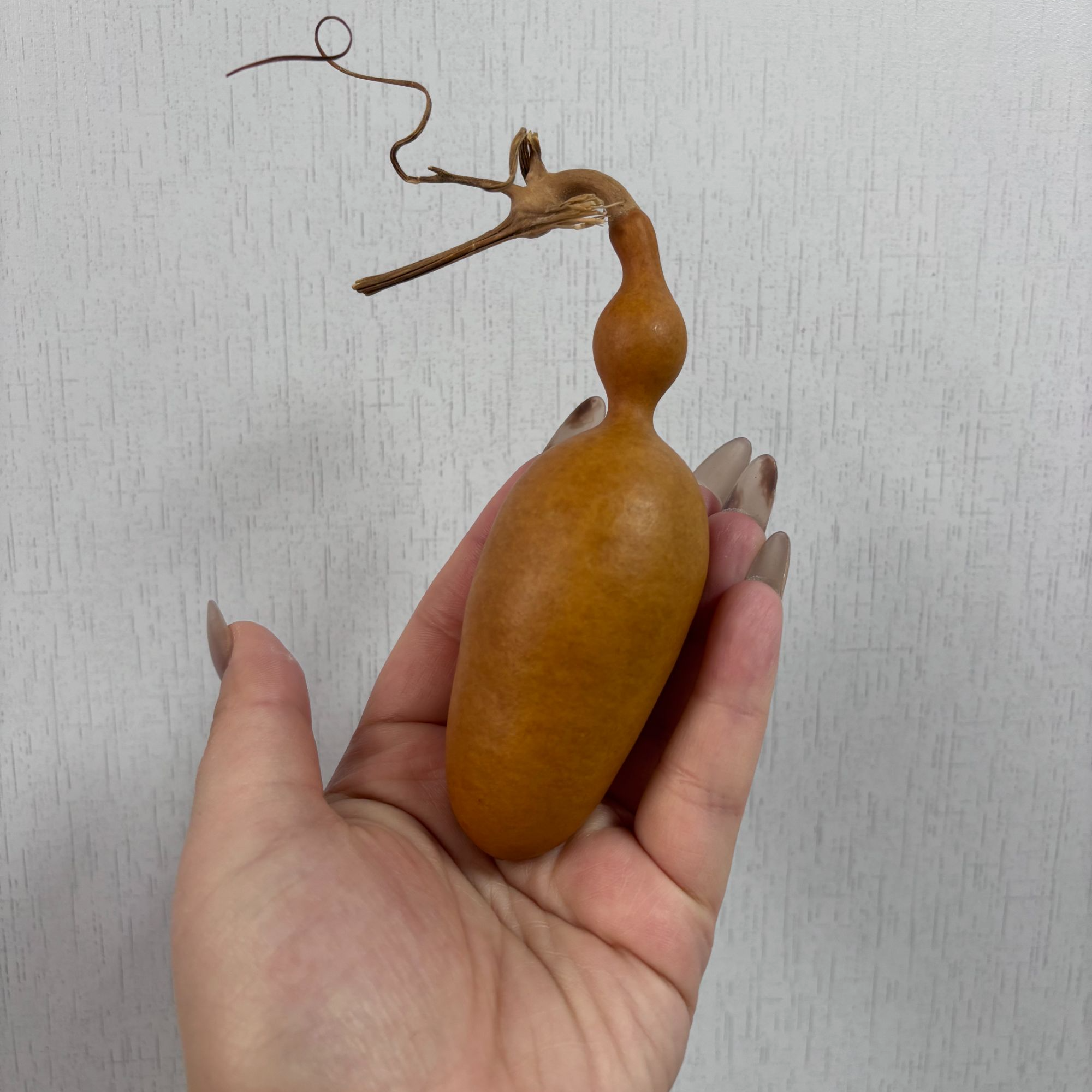 文玩葫芦，直播专用，请勿随意下单