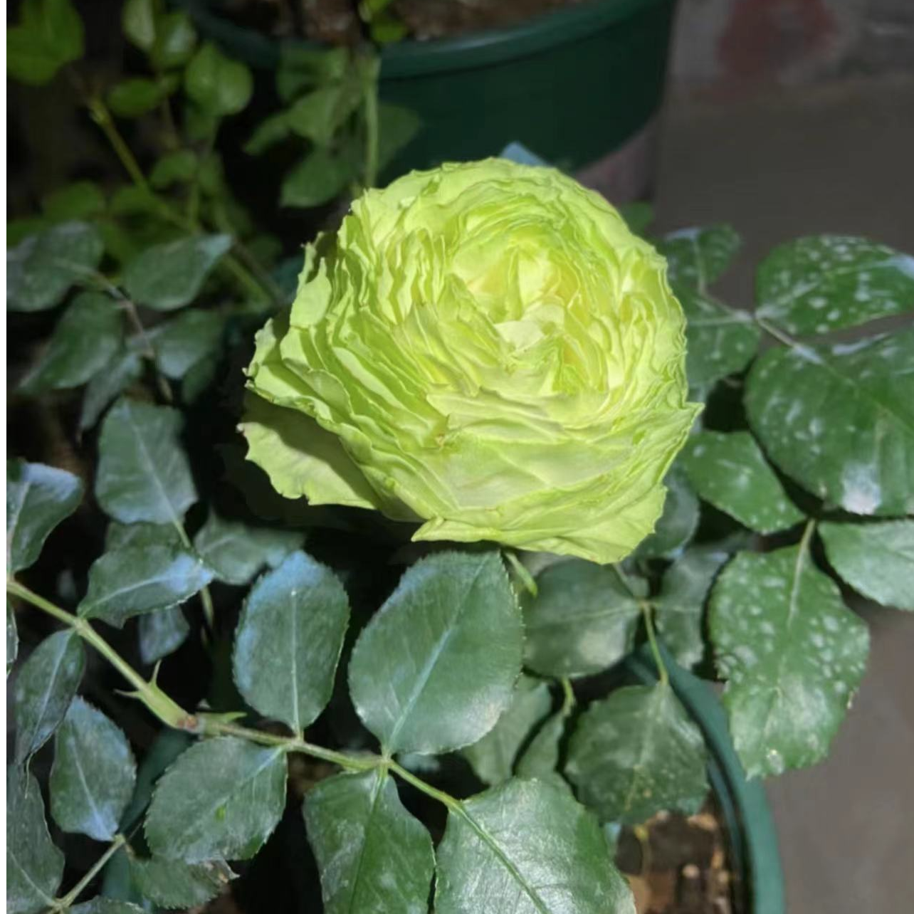 新品若菜切花月季花苗浅绿色包子花期持久勤花四季阳台庭院抗病
