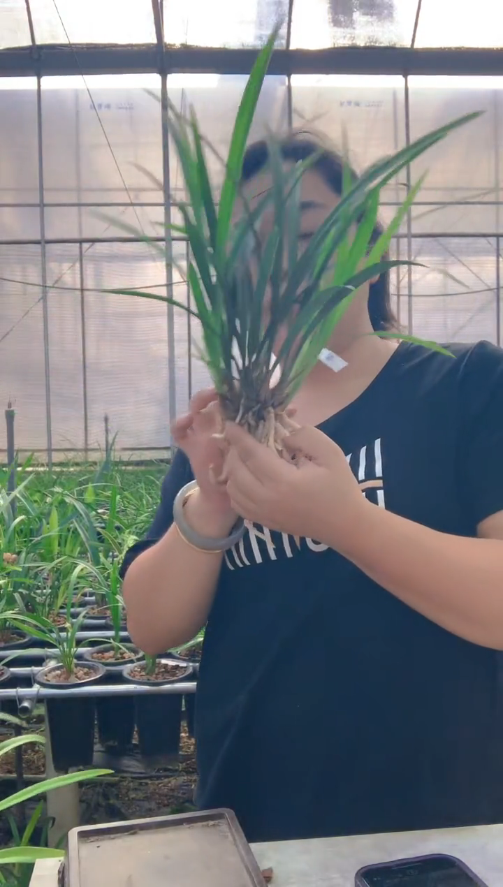 当前无花朵，栽培后可花朵3****5七仙女