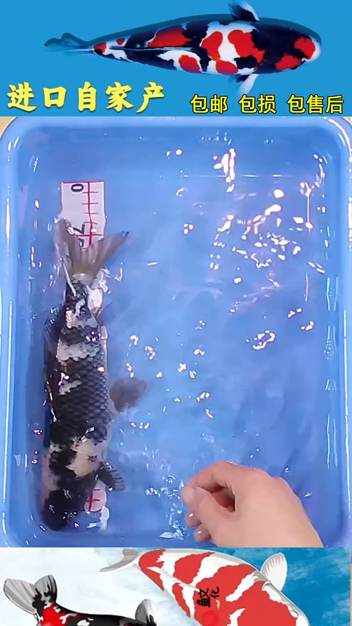 锦鲤2025/12/26悦鲤阁甄选锦鲤--22