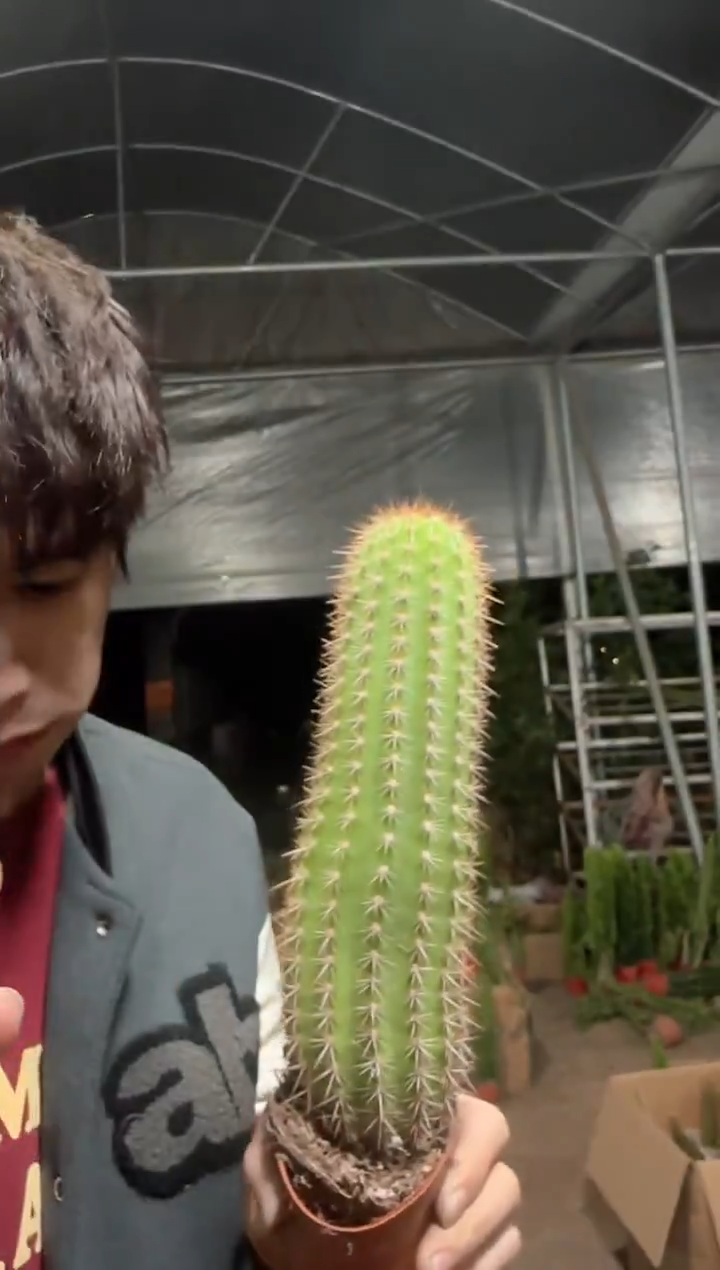 大号 时光毛花柱【带根】