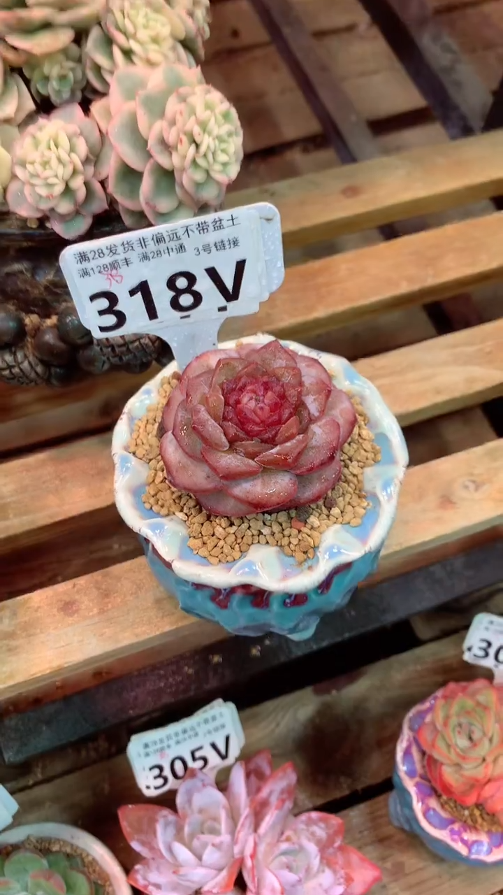 318V(一物一拍实付满28发货，默认不带盆土）