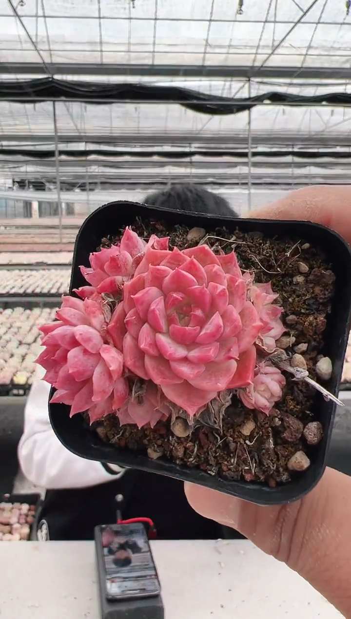 【闪购商品】新款多肉-123