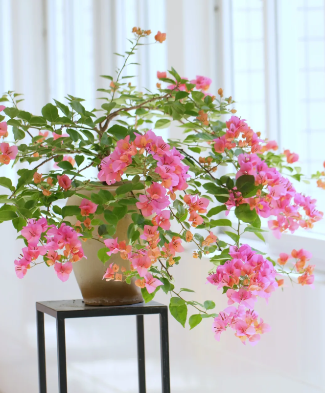 热带花束 十肆月园艺三角梅袋苗绿植花卉