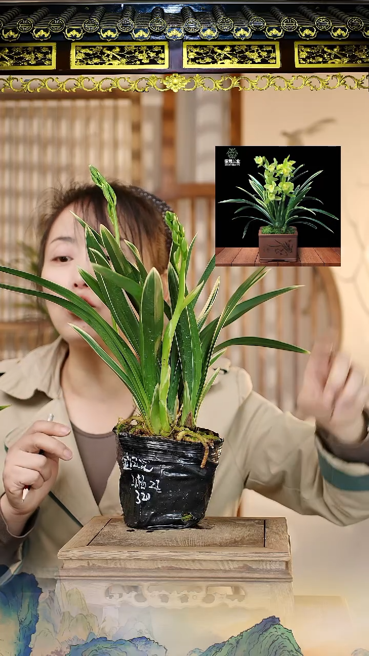 全部花苞金凤冠带黑色硬胶盆种好发货