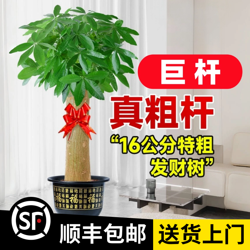 【巨杆发财树】巨杆粗15公分-高1.7-1.8米（顺丰包邮）招财办公开业 