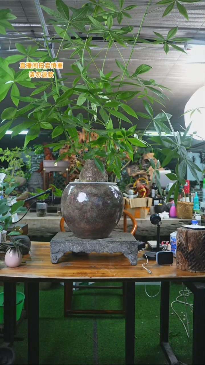 完全开放发财树122+