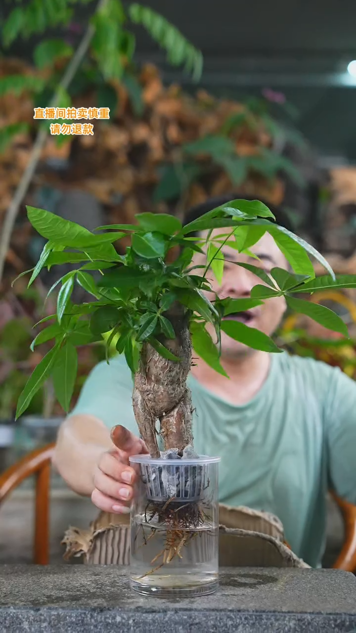 当前无花栽培后可以开花怪桩发财树020+
