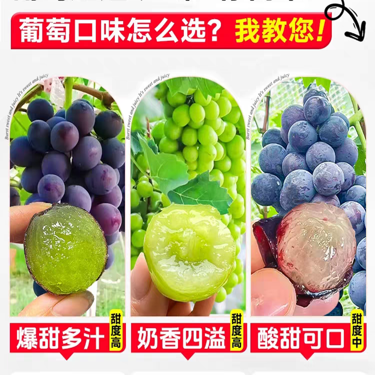 品种葡萄苗好养多种适合南北方种植阳台庭院树葡萄
