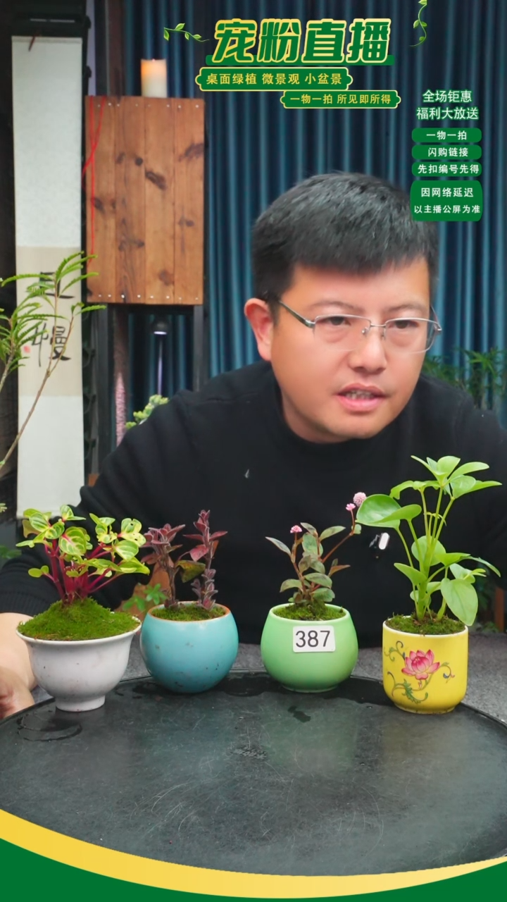 无花朵安**车苔藓微景观387号