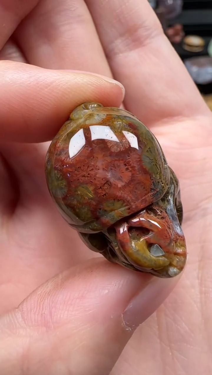 颈饰未镶嵌硅化珊瑚（珊瑚玉）678