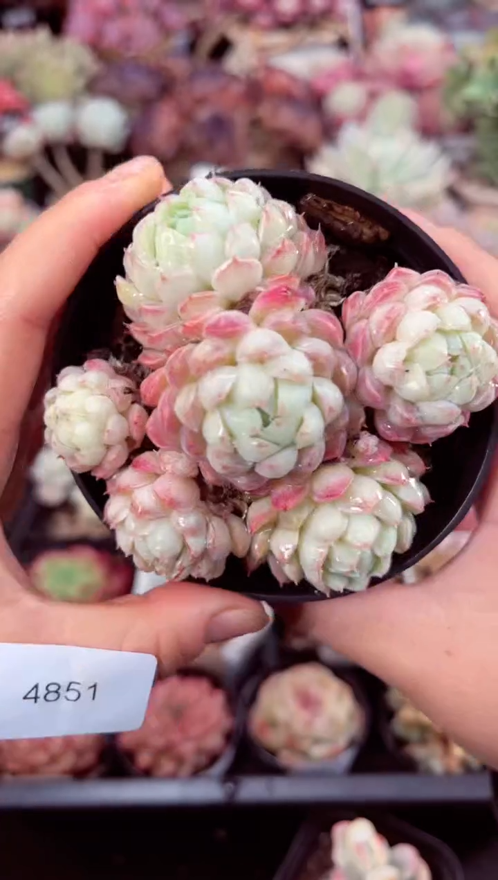 【闪购商品】4851群生羊脂球多肉