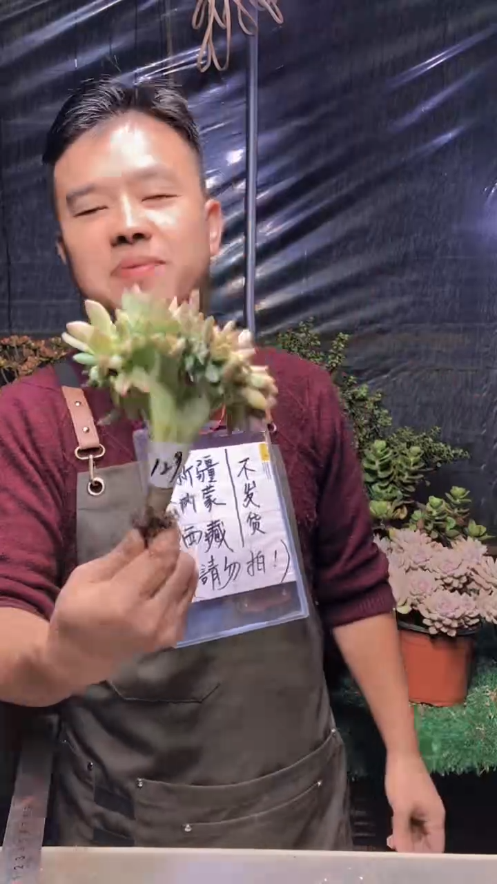 129淡雪缀化（一物一拍）