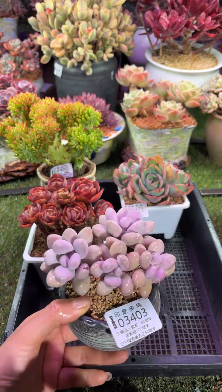 【闪购商品】03403脱土带盆