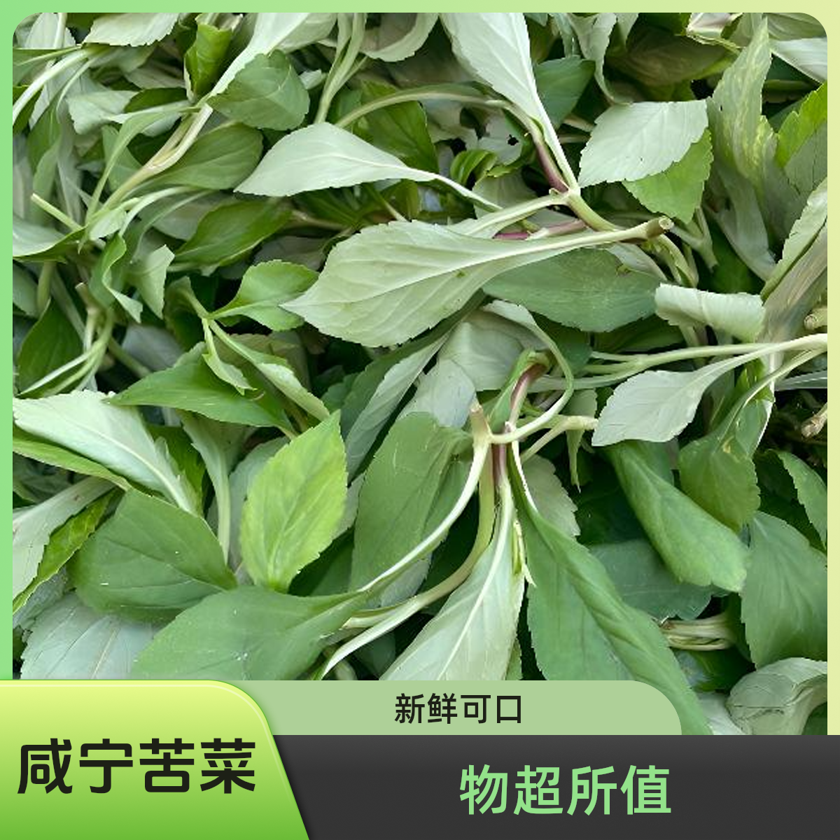 【家乡味道】咸宁本地现摘新鲜苦菜农家直供