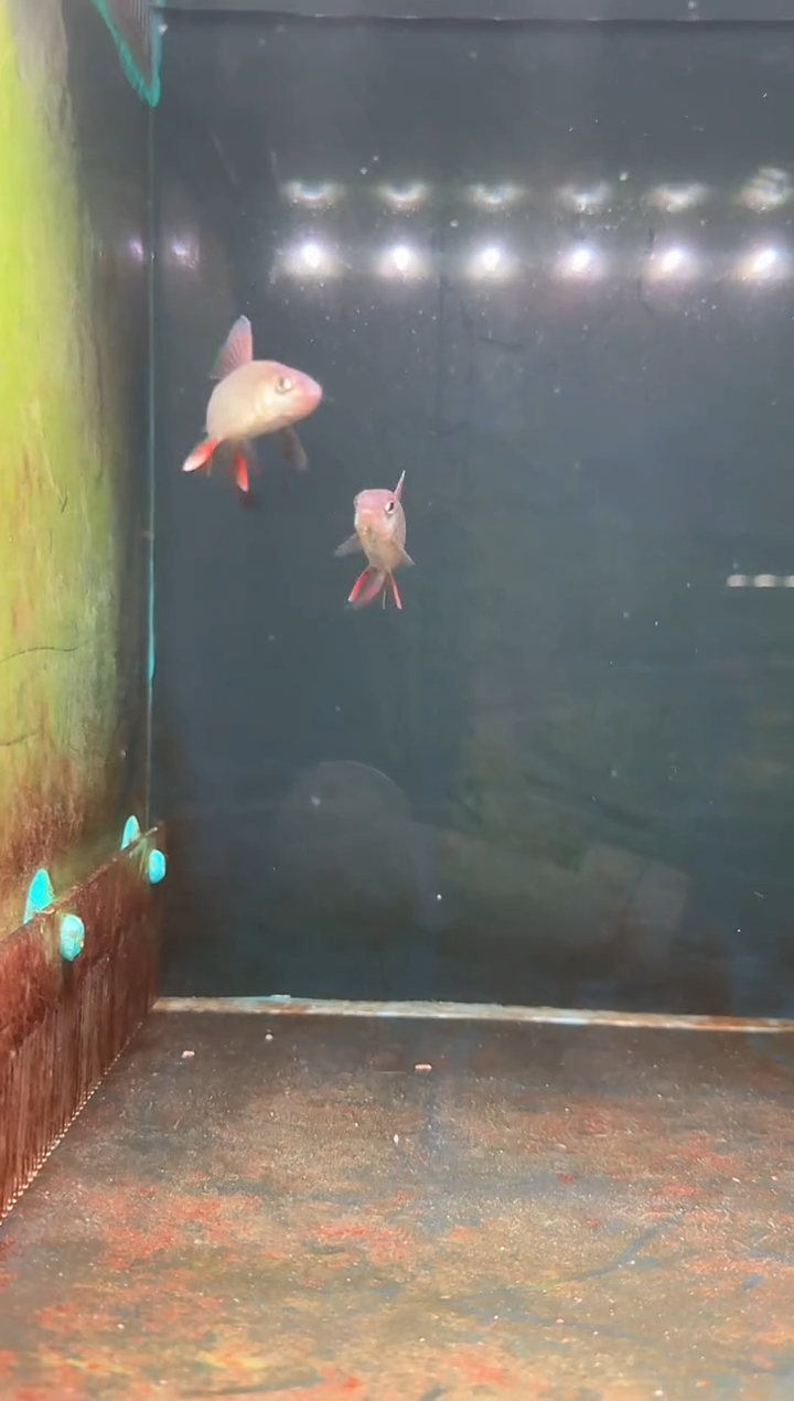 金鱼印度橙翅高须鲃