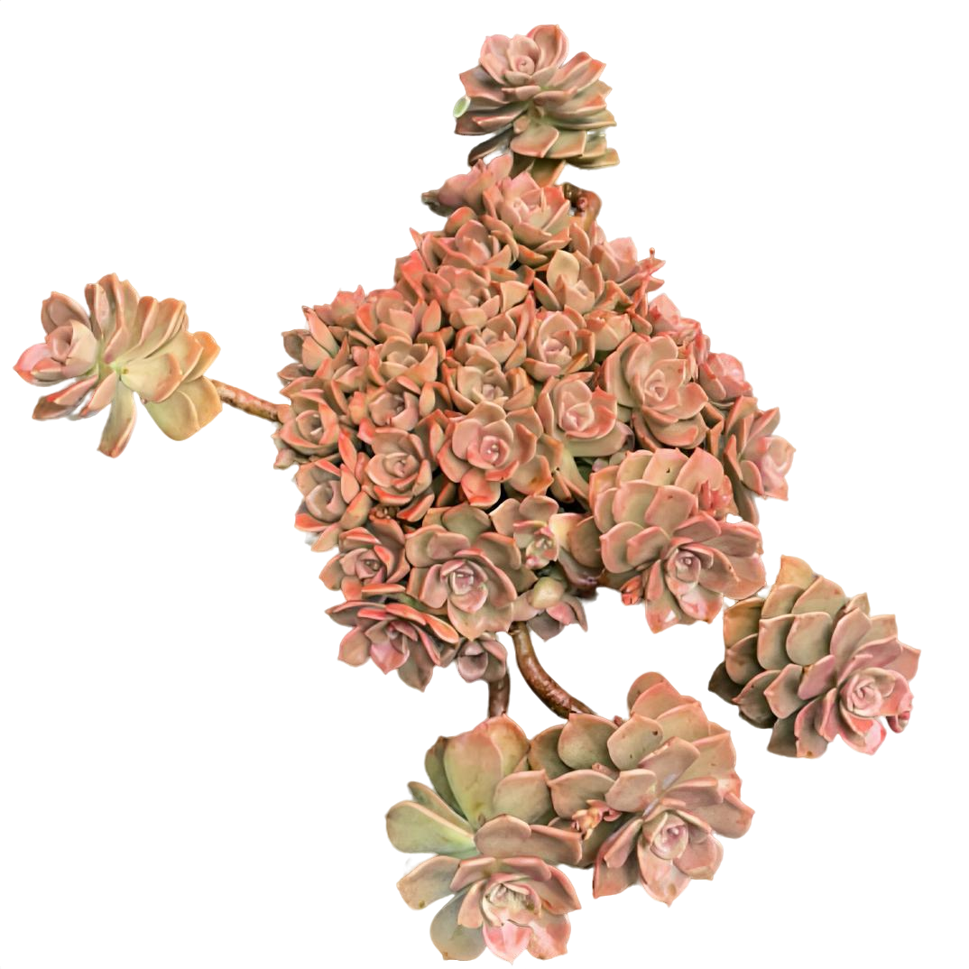 【特大号紫乐】老桩精品盆栽绿植控养大型飘枝造型多肉