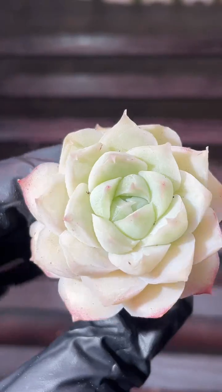 13-67 狂野茉莉3-4厘米量拍发一颗