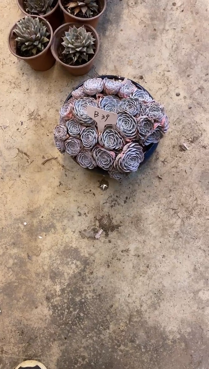 王***?          B39号￥50