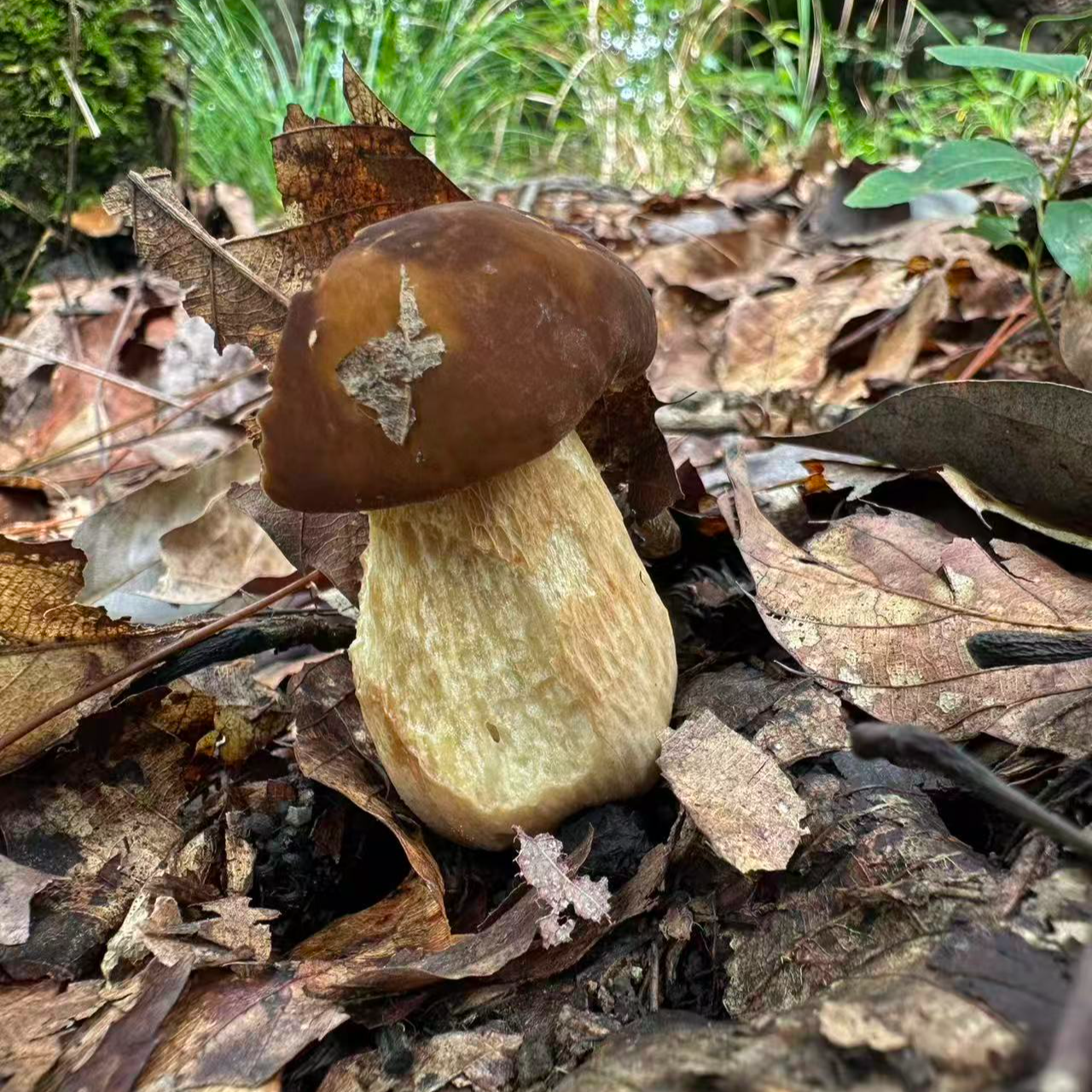 贵州遵义务川牛肝菌（大脚菇）干货（煲汤必备)
