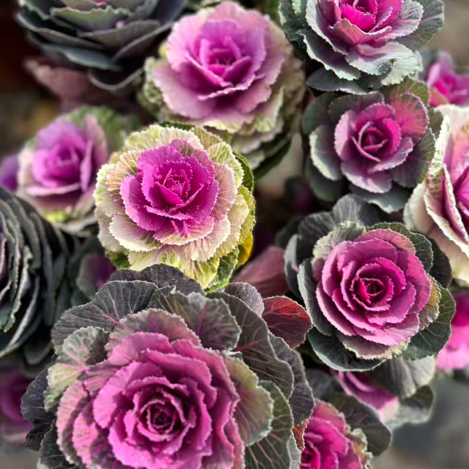 （超大苗）冬日玫瑰3加仑 老桩多头花卉 阳台庭院耐热多花耐热耐寒