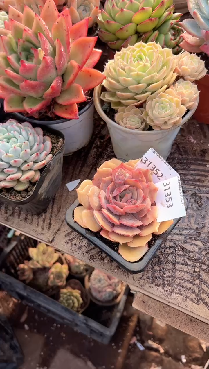 K****o多肉植物一物一拍31353