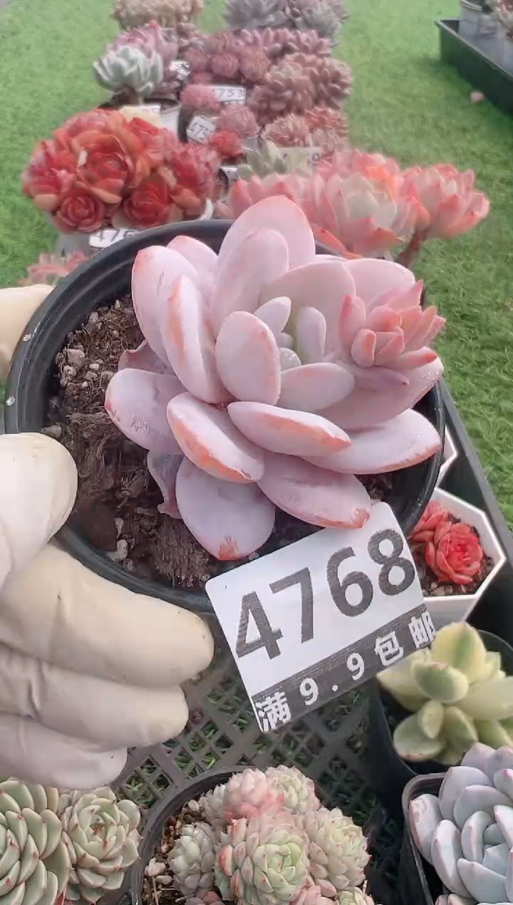 【闪购商品】信福多肉一物一拍