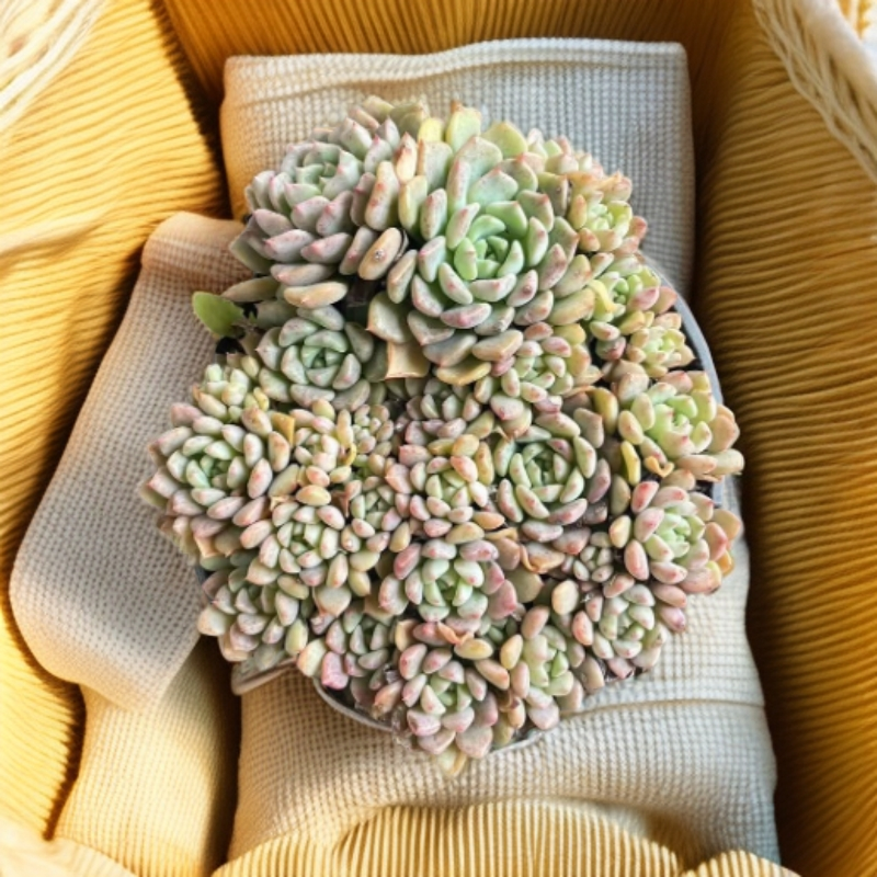 可爱泡泡造型多肉植物好养适合新手入门