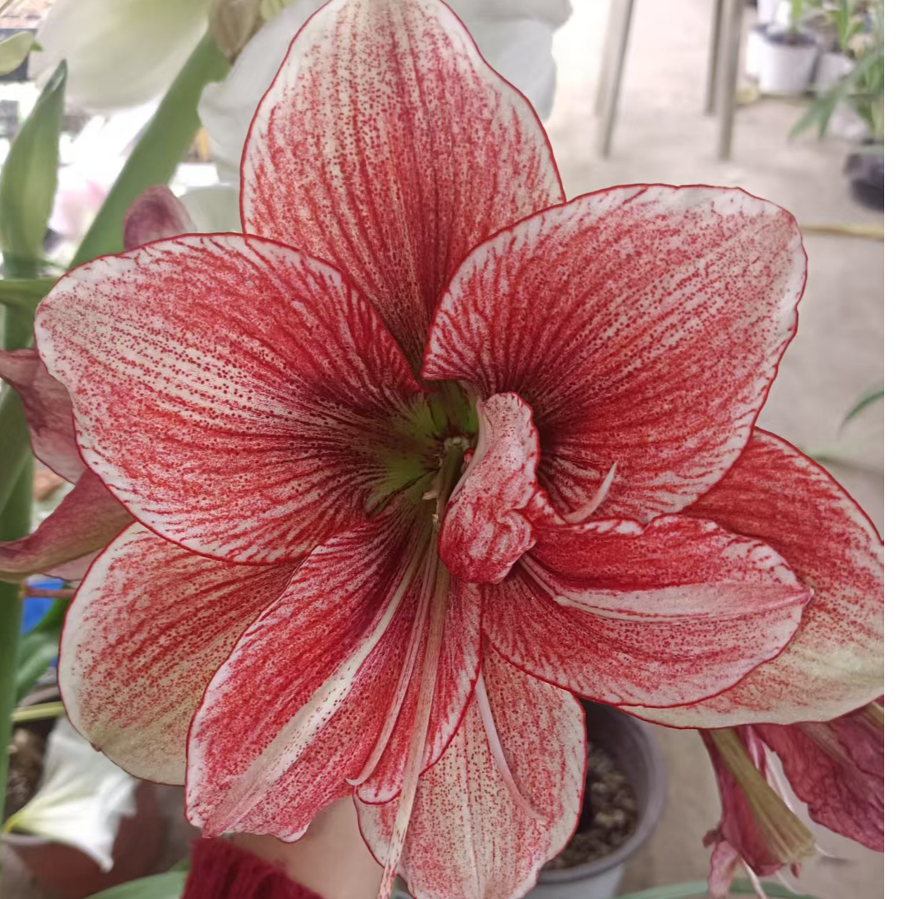 包对版【淬炼】台朱重瓣朱顶红种球裸根