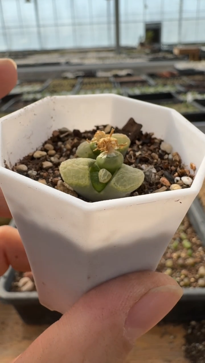 【闪购商品】7-316