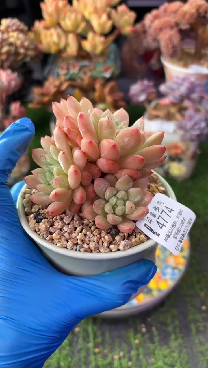 昆明印象多肉4774