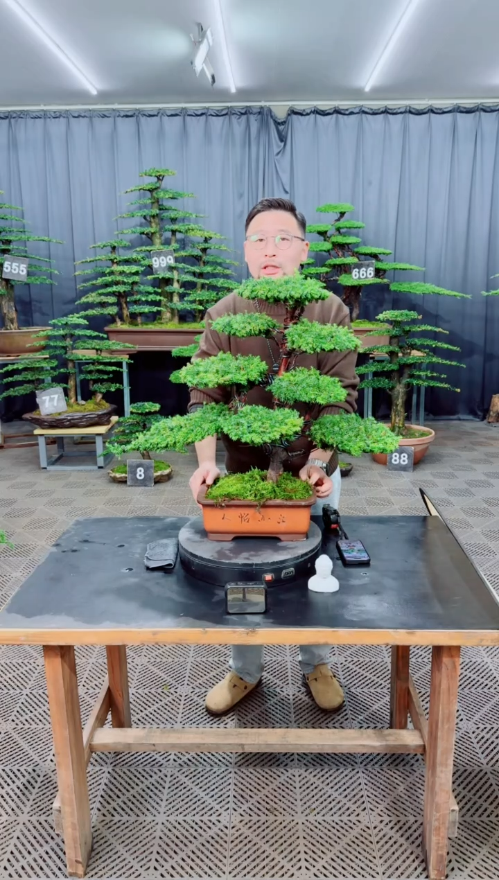 无花朵盆景.....