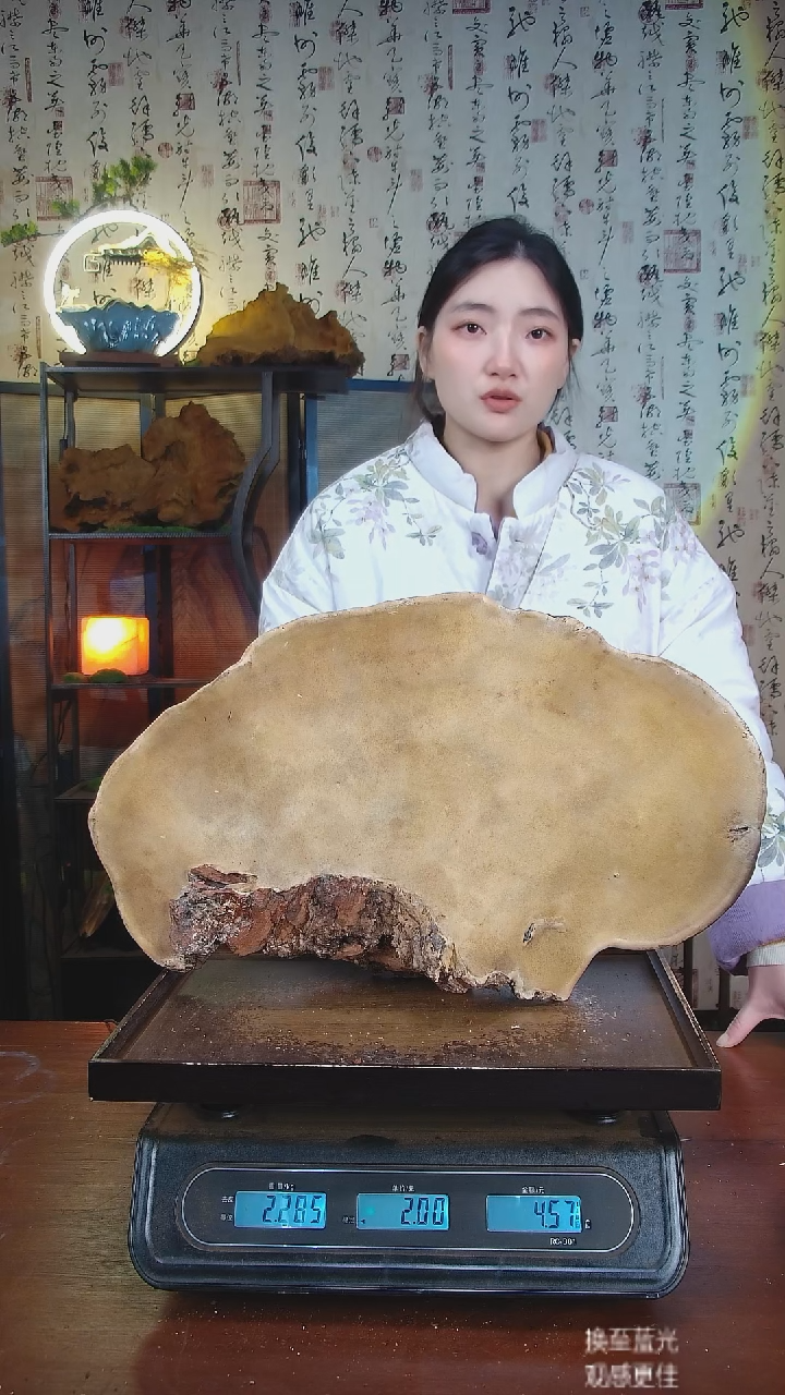 红缘拟层孔菌中国大陆【藏区野生】红缘树舌（4.57斤）50-60年份