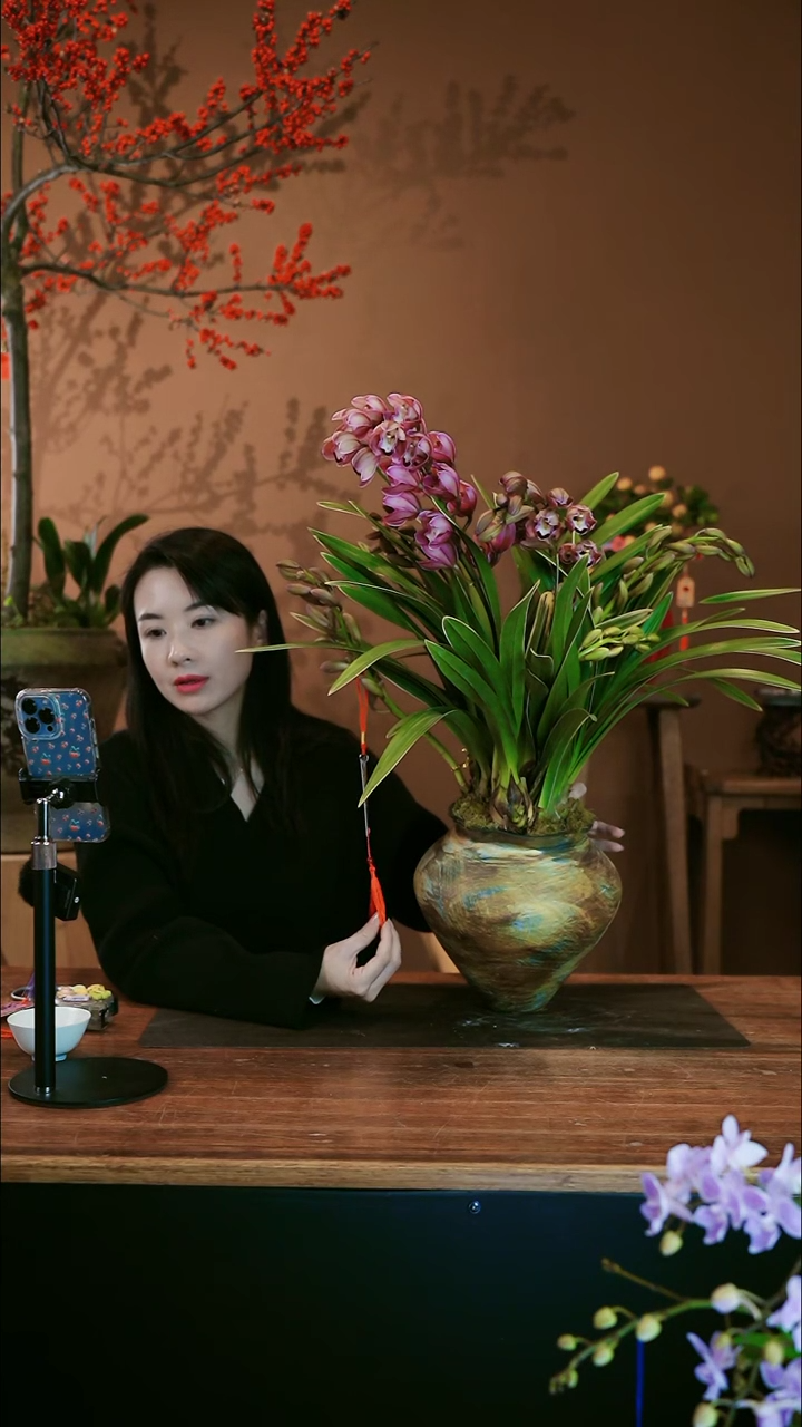 【闪购商品】盆景金边紫霞