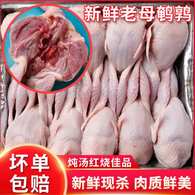 鹌鹑肉 新鲜大号鹌鹑 白条鹌鹑速冻烧烤油炸煲汤滋补卤食材生鲜