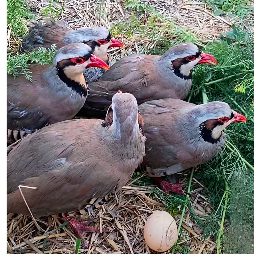 6只农家散养鹧鸪 五谷杂粮喂养 现杀现发