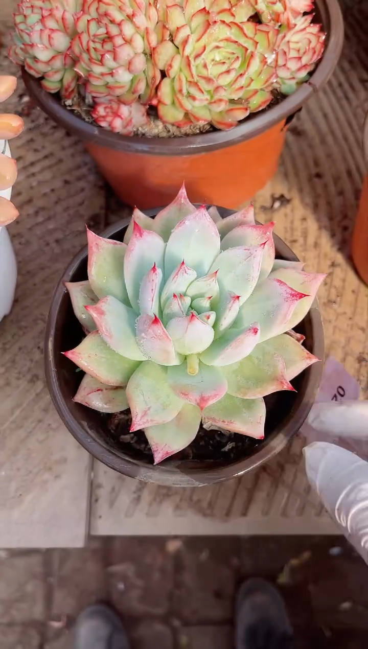 【闪购商品】02661