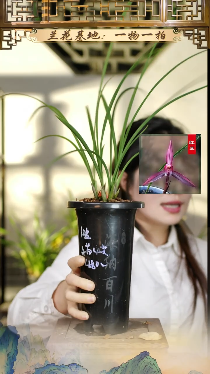 全部花苞红豆4花苞