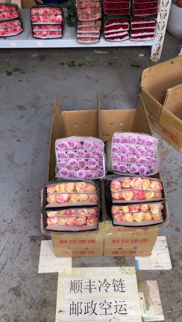 霓裳20枝+海洋之歌20枝