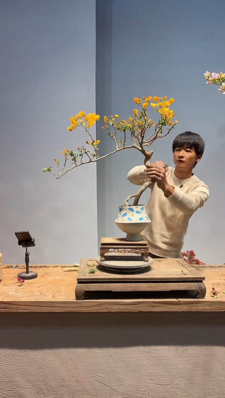 以实际为准三角梅48