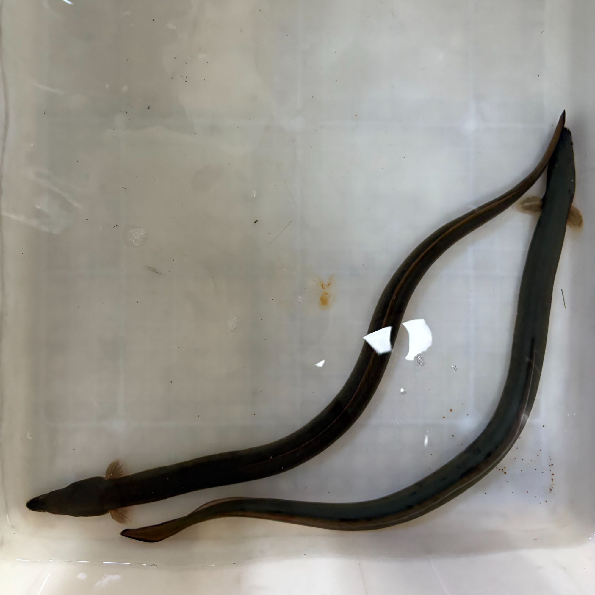 套餐两条共一斤左右生鲜淡水河鳗食用包活（送一条小鳗鱼）