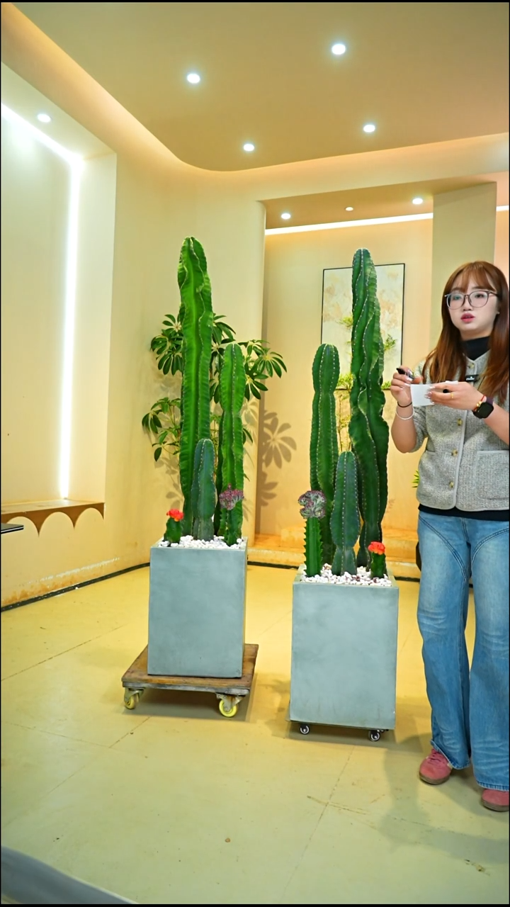 不开花植物开****。一物一拍落地款仙人掌