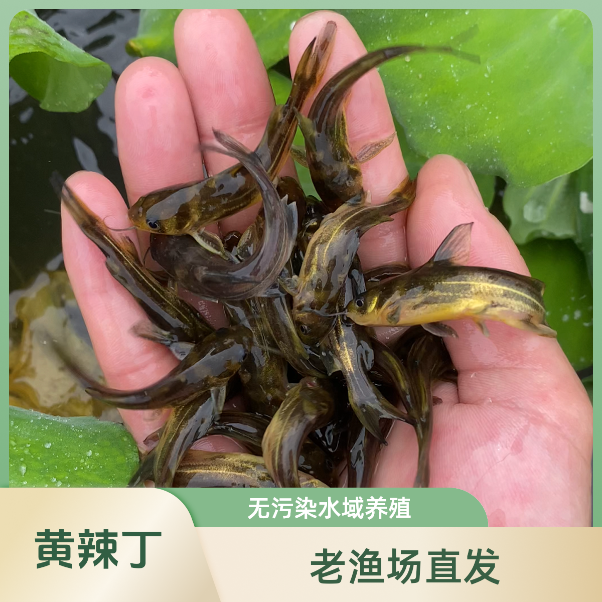 黄辣丁 淡水养殖 四川眉山发货