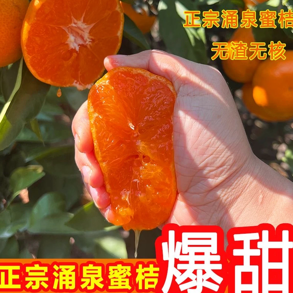 【明天到】正宗浙江临海涌泉高山蜜桔涌泉镇发货无核无籽入口化渣现摘高糖孕妇老人小孩礼盒装送礼必备浙江省